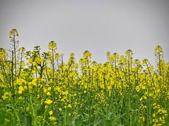 -西山漾湿地公园