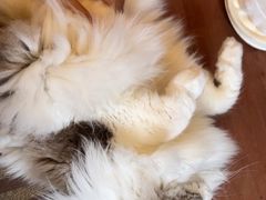 -MOCHA明星猫咖(田子坊店)