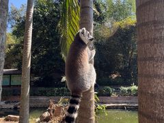 -深圳野生动物园