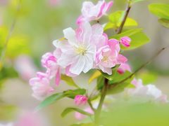 -海棠花溪(元大都城垣遗址公园)