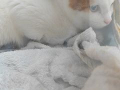 -菲丽丝宠物医院·24小时·猫科中心·免疫点(淮海分院)