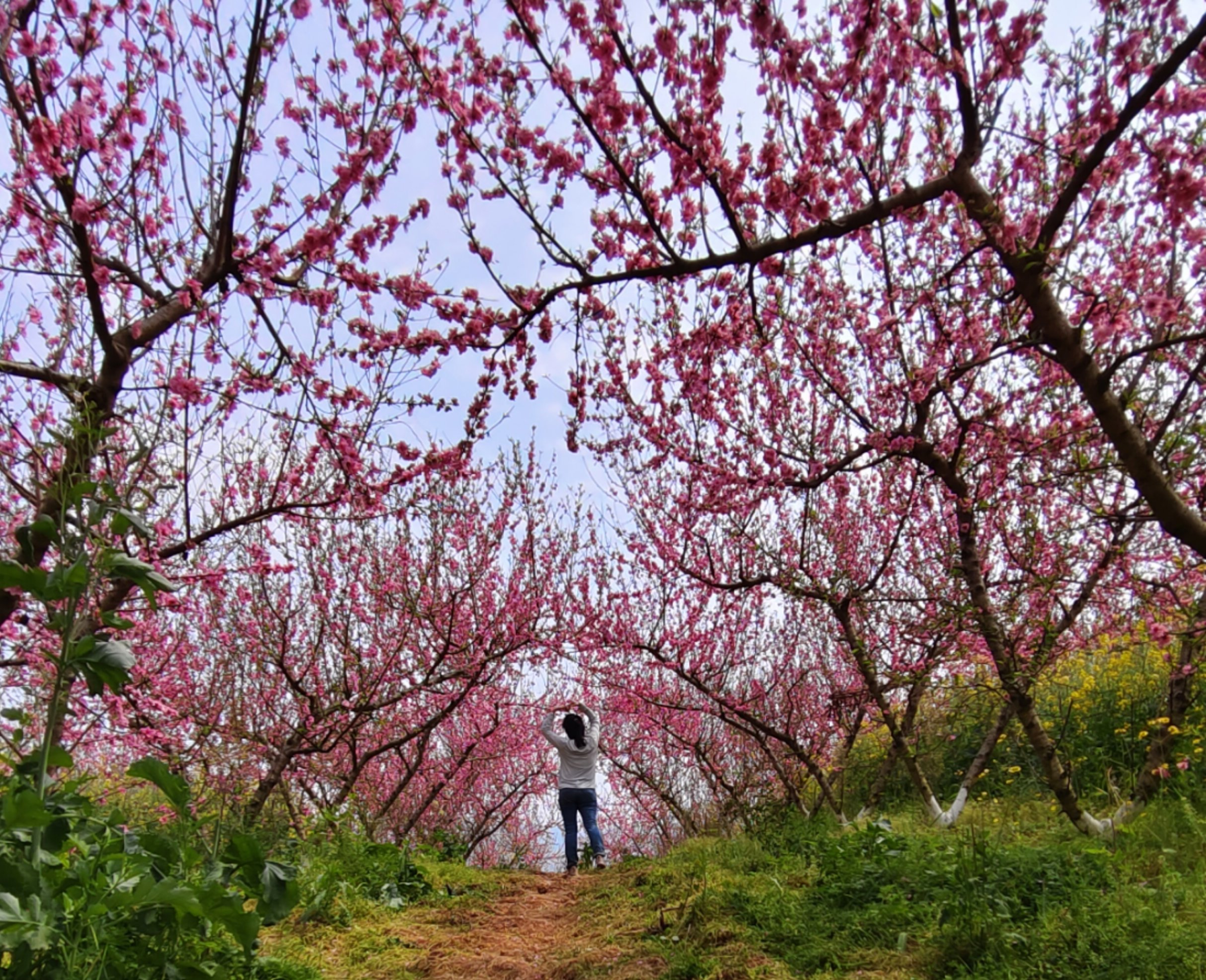 北碚西山坪桃花山图片