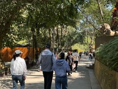 -西双版纳原始森林公园