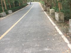 -大屏嶂森林公园