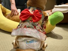 -逗柴咖啡屋·狗咖猫咖宠物桌游