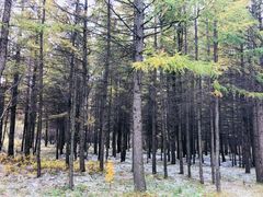 -塞罕坝国家级自然保护区