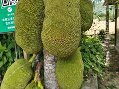 -海南槟榔谷黎苗文化旅游区