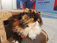 -瞄一喵猫咖(格力海岸店)