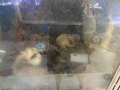 -青石桥花鸟鱼虫市场(叠翠城店)