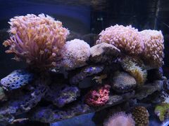 珊瑚-重庆科技馆