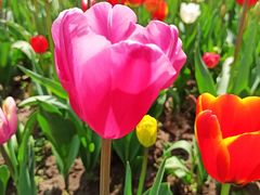 -大宁郁金香公园-停车场