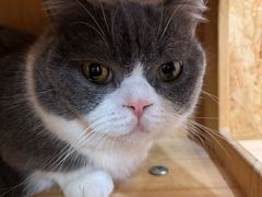 -和它·交个朋友·狗咖猫咖(爱琴海店)