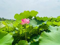 -嘉北郊野公园
