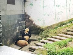 -碧峰峡风景区