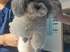 -博特宠物医院24h犬猫全科.骨科·异宠