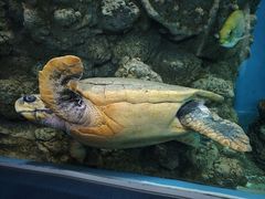 -上海海洋水族馆