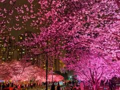 -西北湖绿化广场