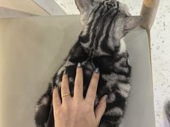 -喵园·猫主题咖啡厅·撸猫·猫咖(国贸店)