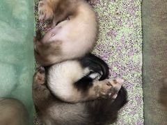 -藦茜花园宠物主题亲子互动体验馆(国顺东路店)