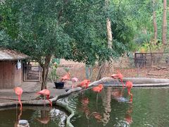 -清迈夜间动物园