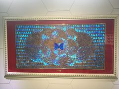 光明女神蝶-上海昆虫博物馆