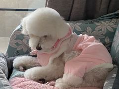 -翊宠yipet猫狗购宠庄园犬舍•猫舍