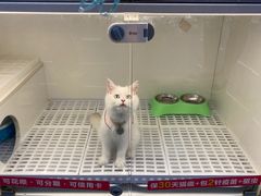 -lincat·猫舍(广州店)