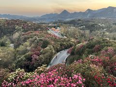 -贵州百里杜鹃风景名胜区