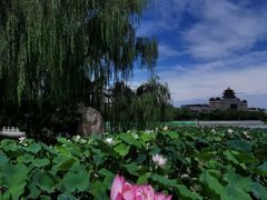 -莲花池公园