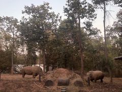 -清迈夜间动物园