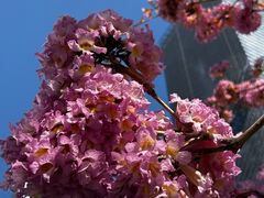 -深圳湾万象城(南山店)