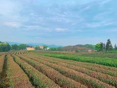 -龙坞茶村