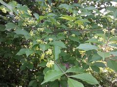 android_upload_pic-花溪公园