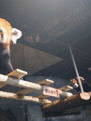 点击看大图 -Zoolung Zoolung动物主题公园(海信广场店)