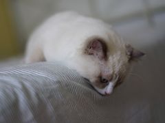 -纳吉亚猫专科动物医院博雅分院