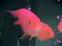 -品凯口腔(丰潭门诊)