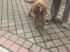 -安安宠医宠物医院·异宠·犬猫内科(岳阳分院)