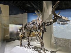 -国家自然博物馆