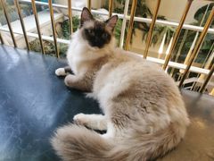 -喵喵咪呀布偶猫咖(春熙路店)
