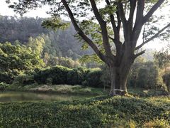 -南沙蒲洲花园