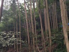 android_upload_pic-九溪烟树