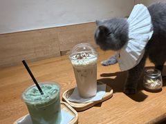 -滚猫咖啡·猫咖·猫友好撸猫(未来城店)