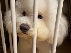 -猫狗日记·自助洗护·宠物寄养·售卖