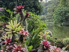 -深圳仙湖植物园