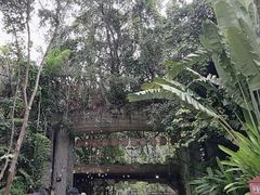 -西双版纳原始森林公园