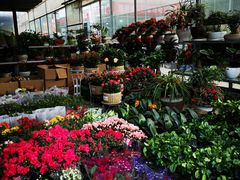 -金科花卉市场