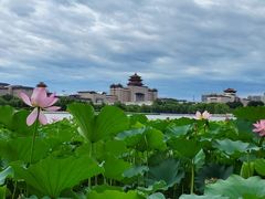 -莲花池公园