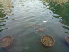 -金鸡山公园