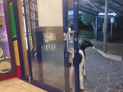 -Dooley's Premium Ice Cream