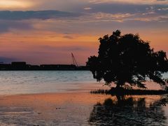 -宝安西湾红树林湿地公园